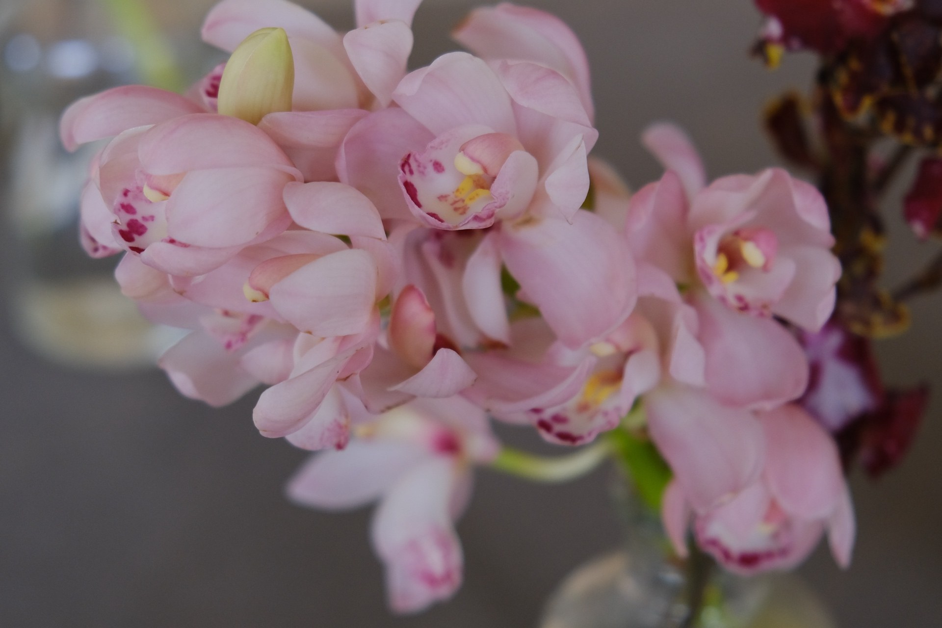 Pink orchid close-up