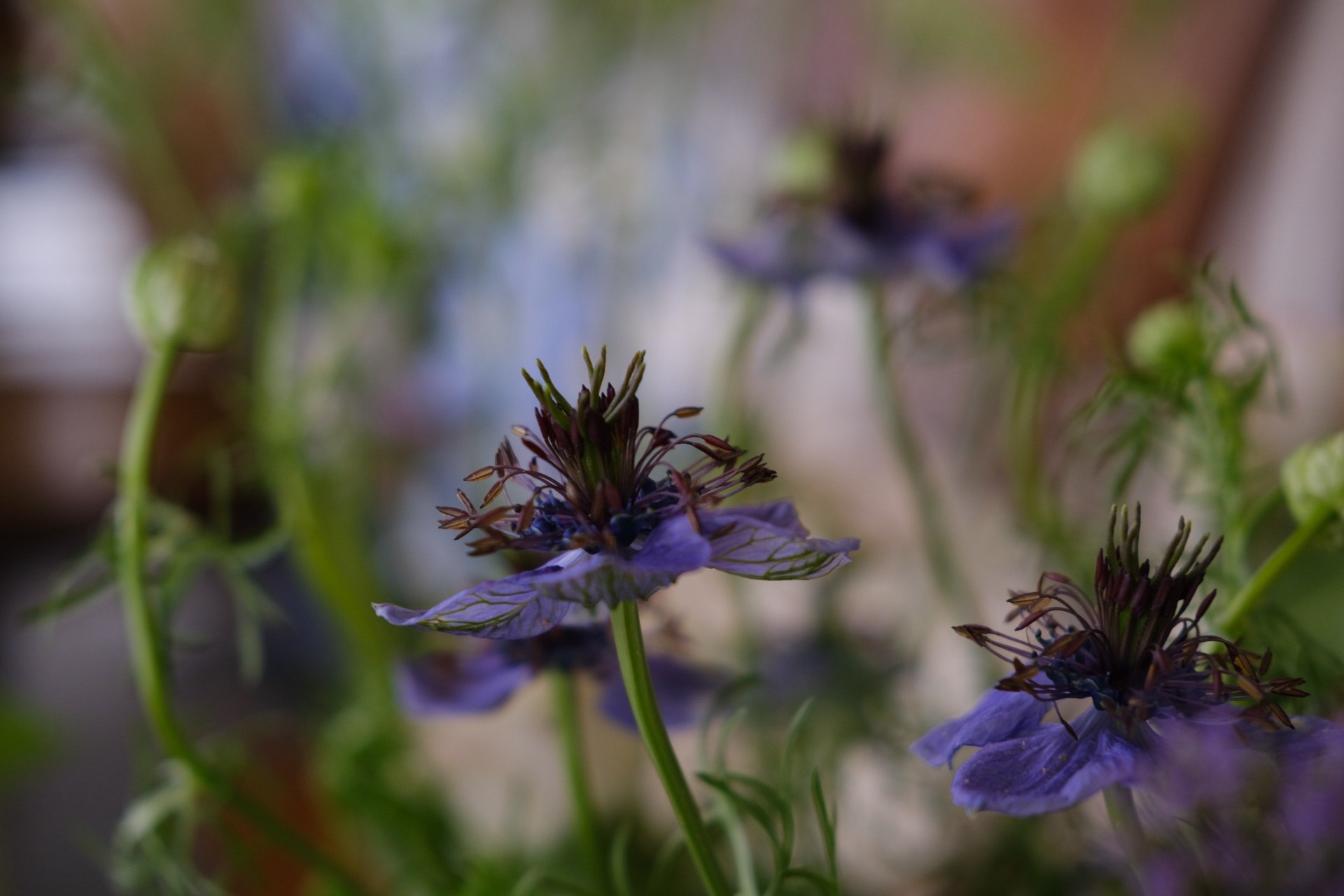 Purple blooms close-up