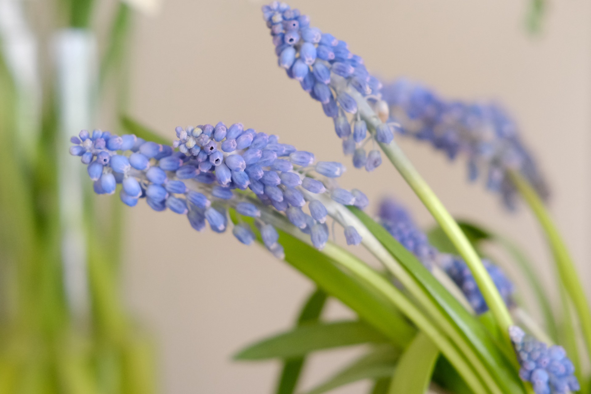 Grape hyacinth close-up