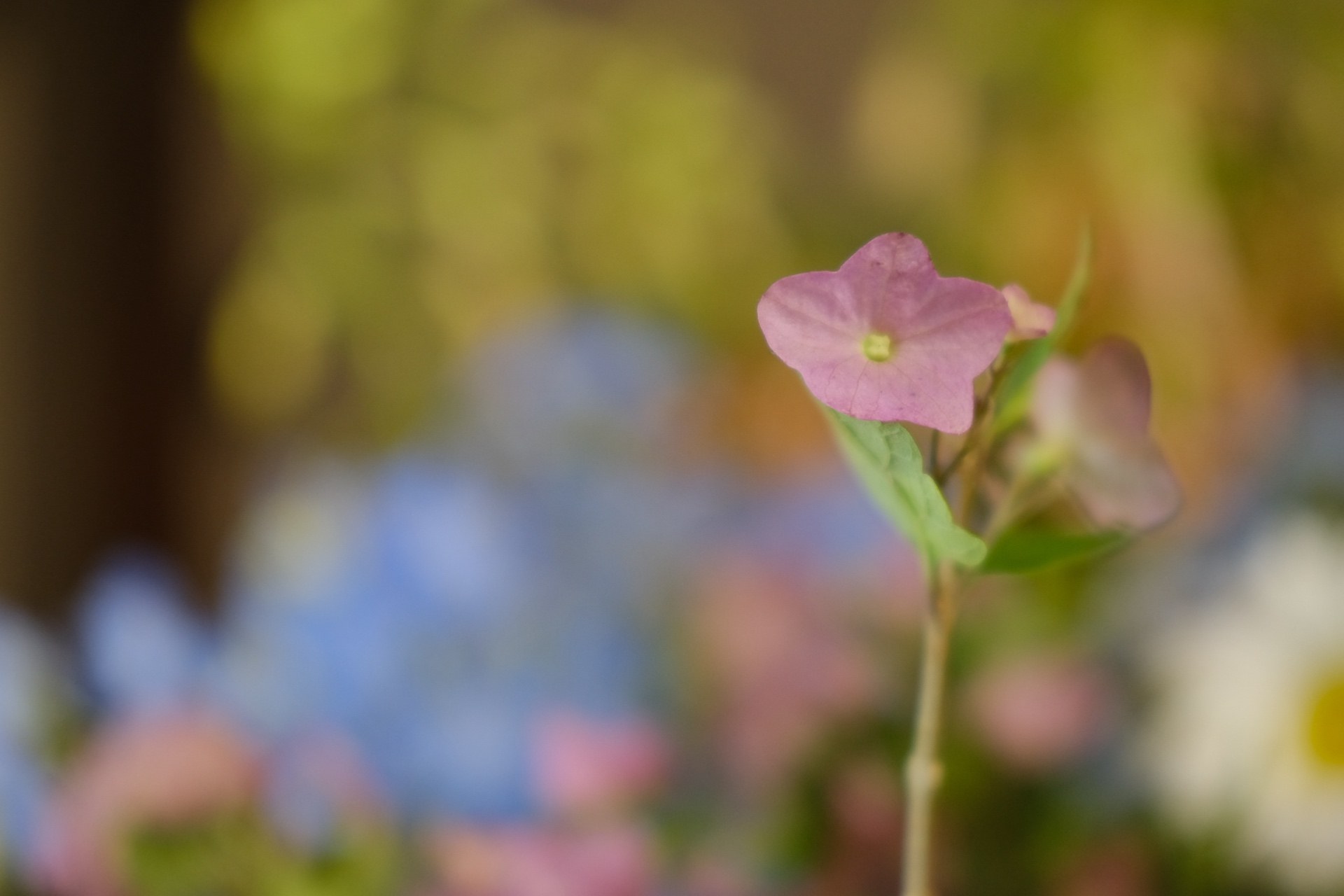 Pink bloom close-up