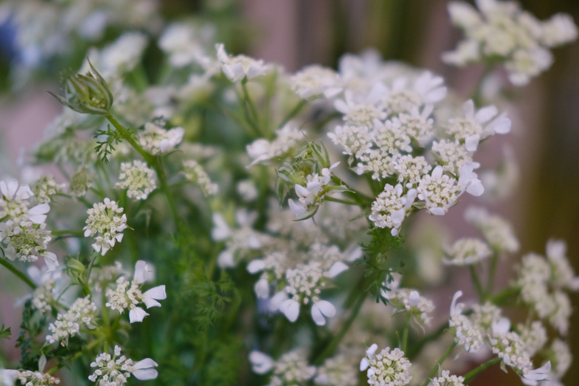 White delicate blooms