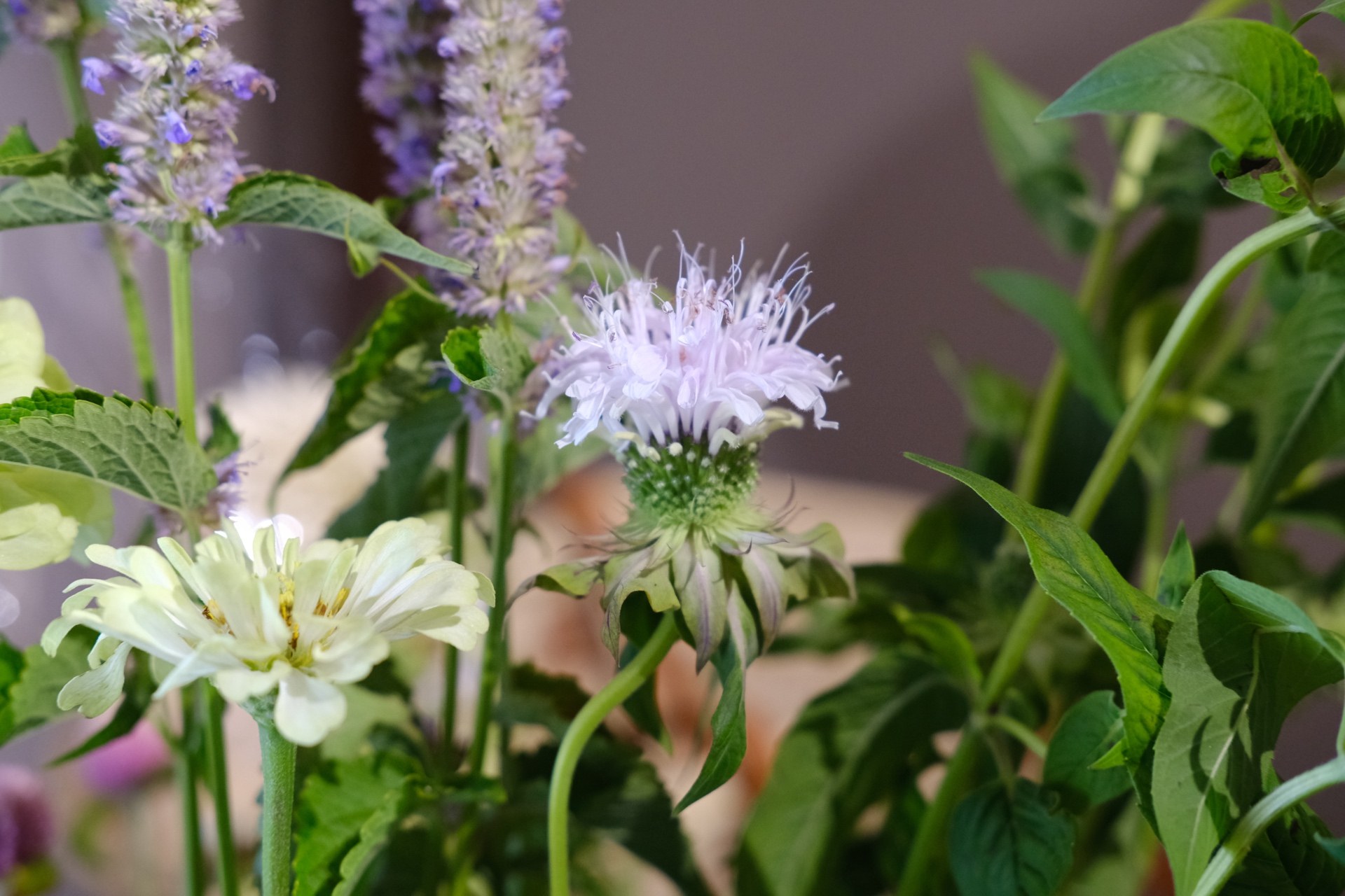 Lavender & white blooms