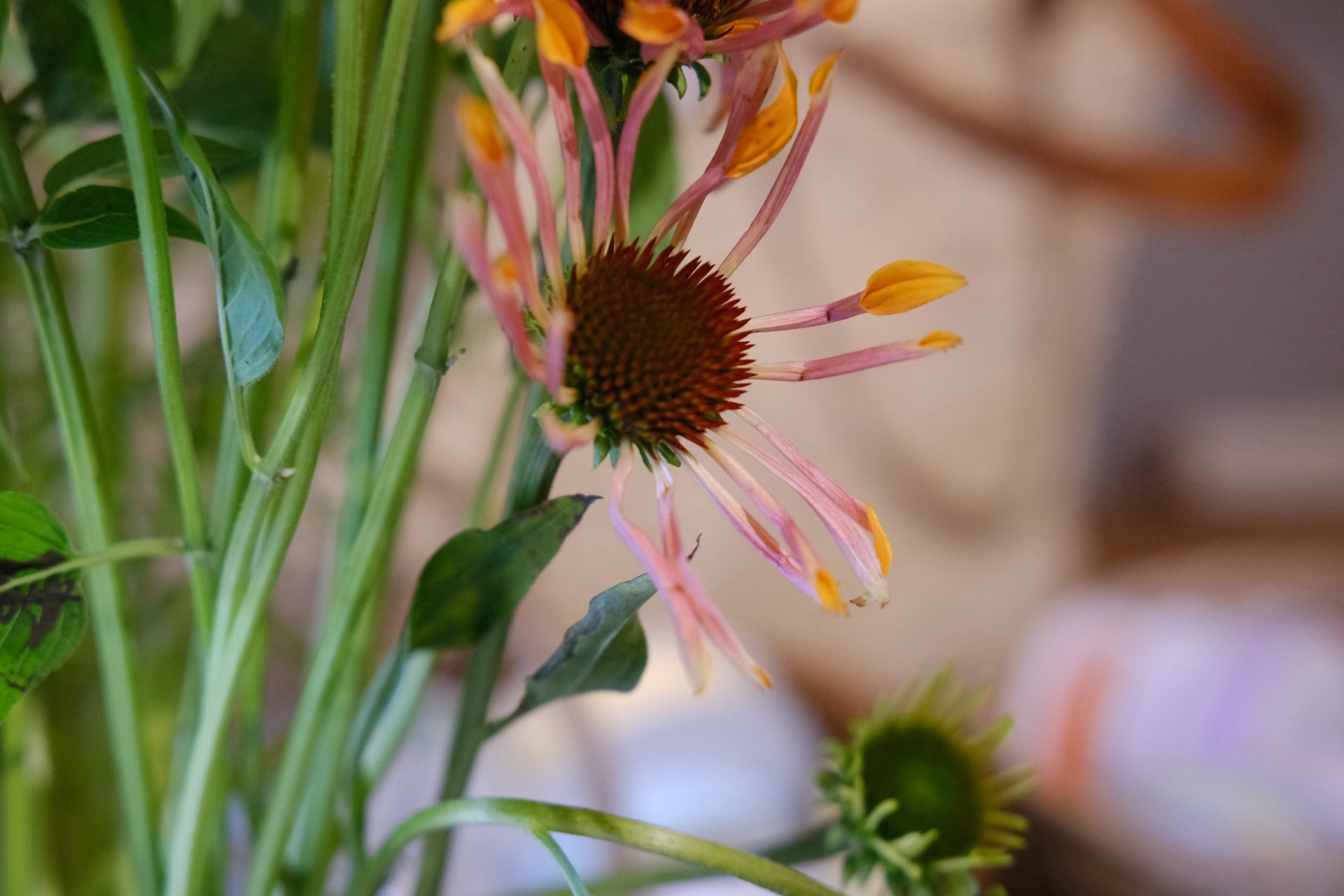 Coneflower close-up