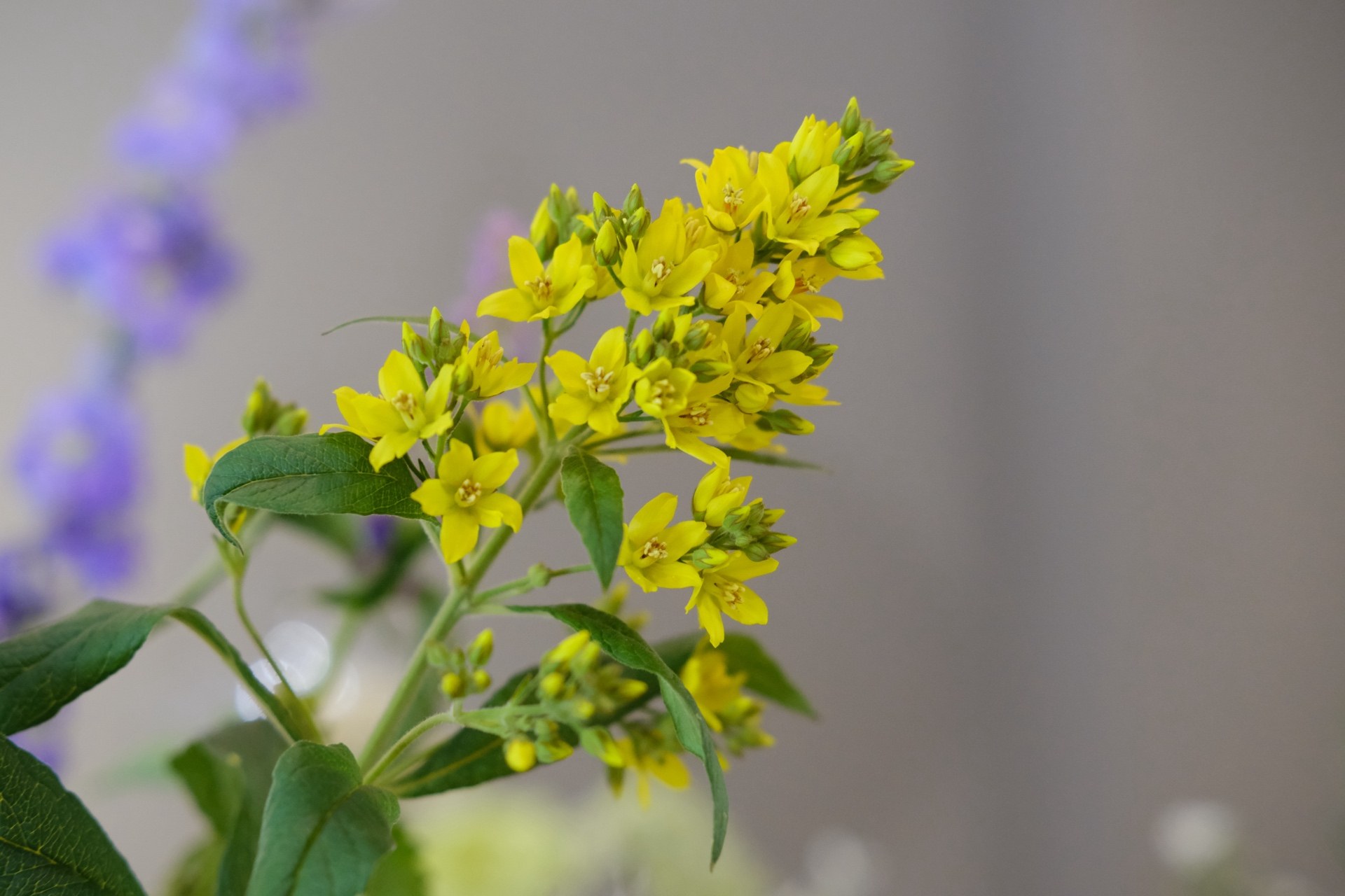 Yellow bloom close-up