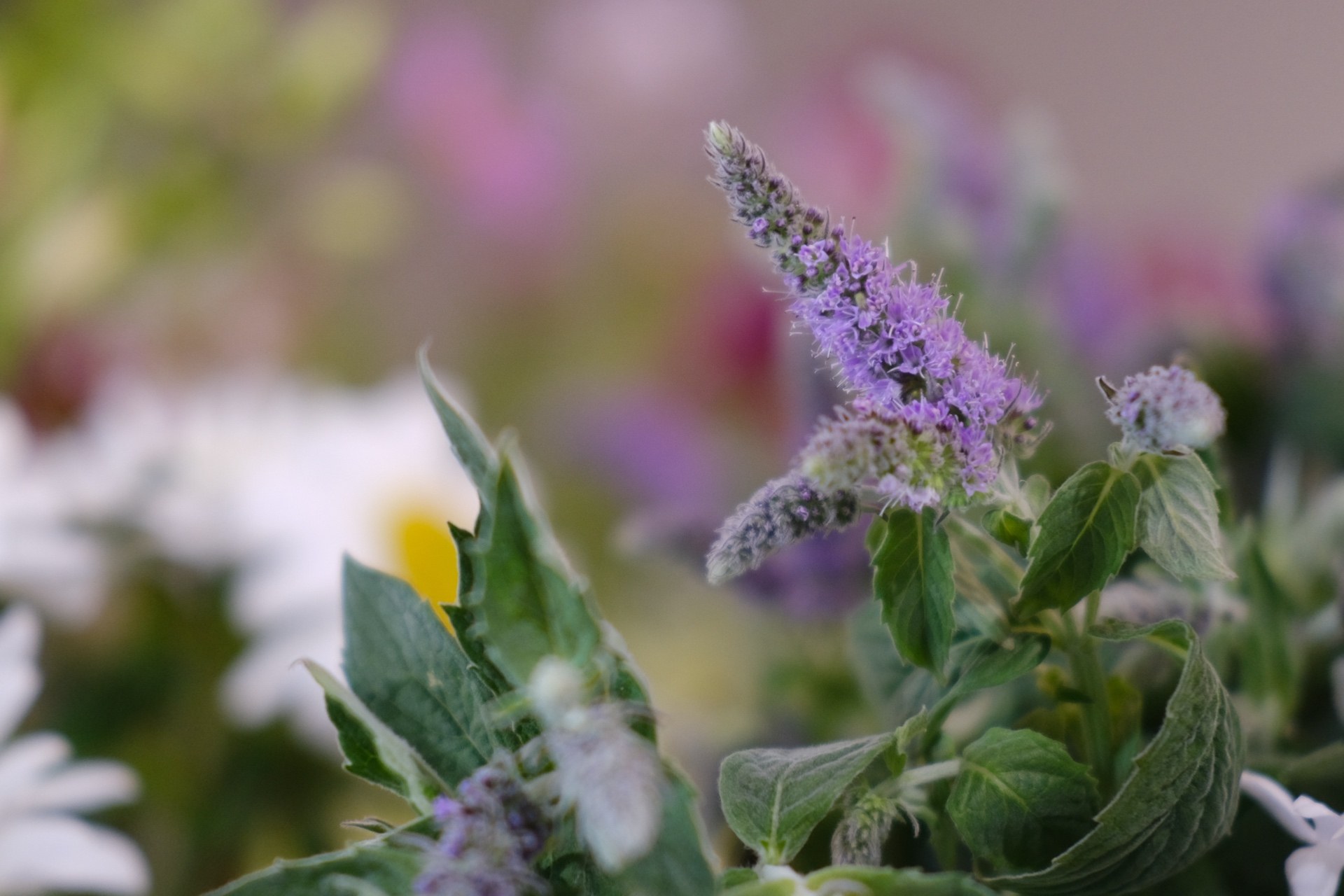 Purple seasonal blooms